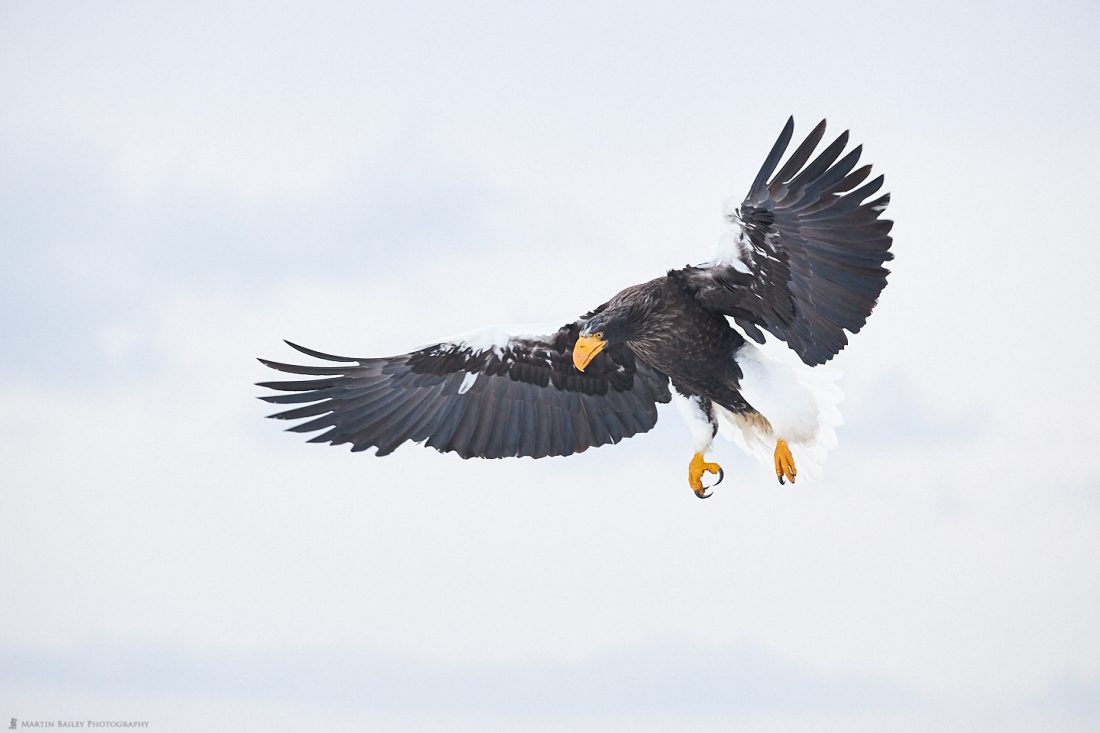 Steller's Sea Eagle Coming in to Land