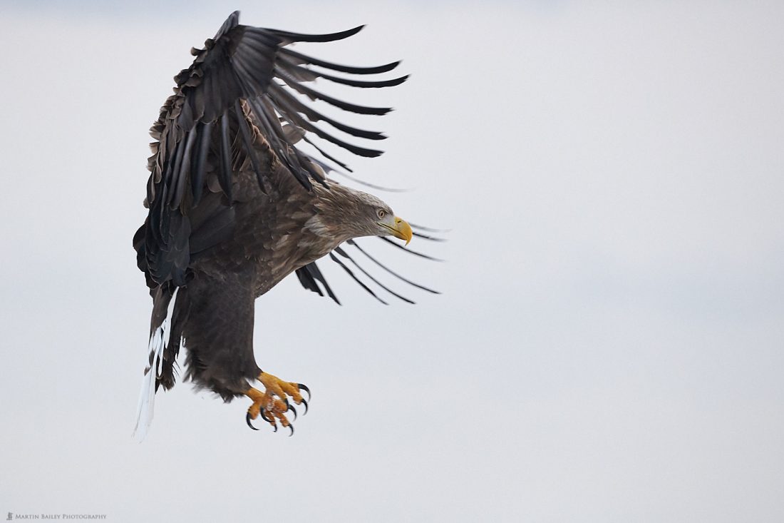 Menacing White-Tailed Eagle