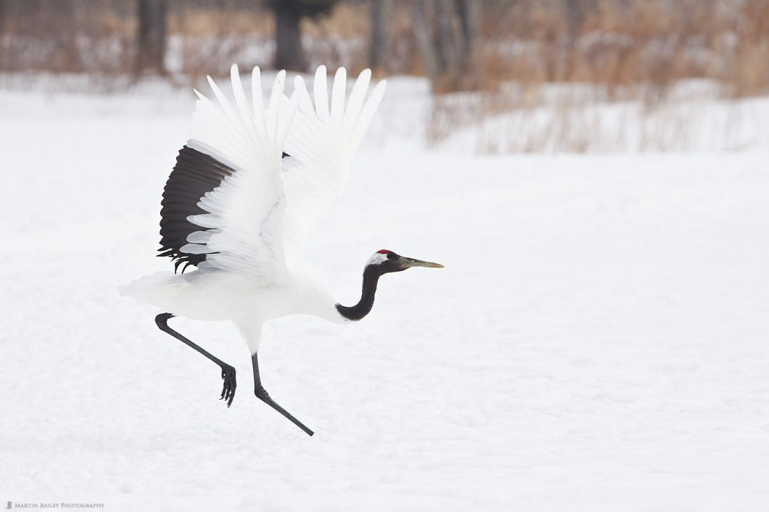 Crane Landing