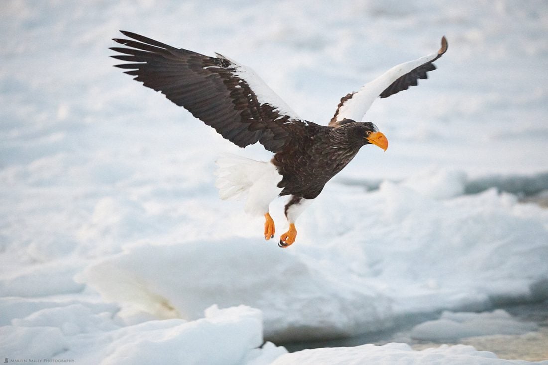 Dawn Sea Eagle