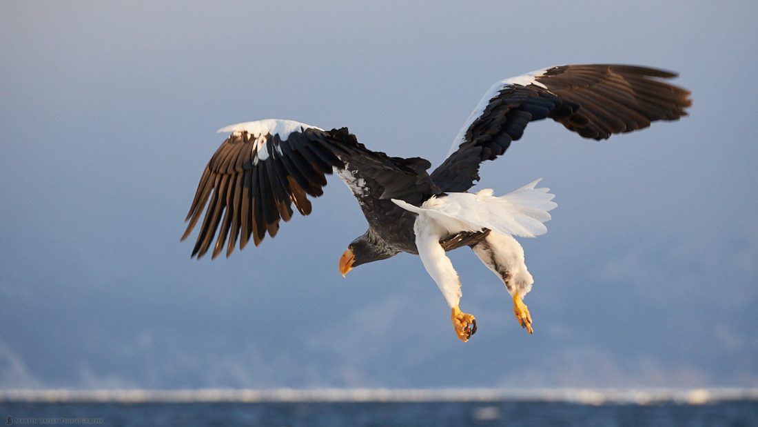 Steller's Sea Eagle Butt Shot