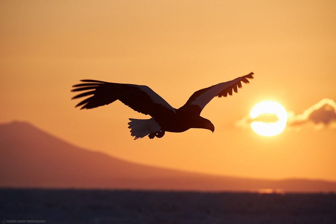 Steller's Sea Eagle Silhouette