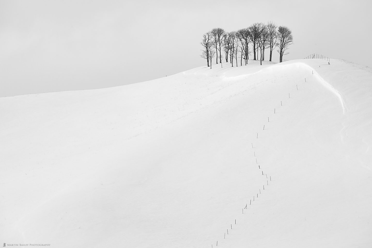 Trees on Hill