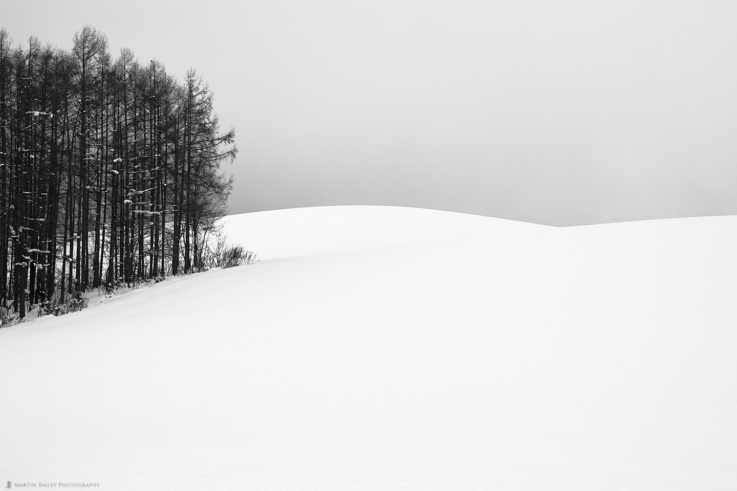 Copse with Rolling Hills