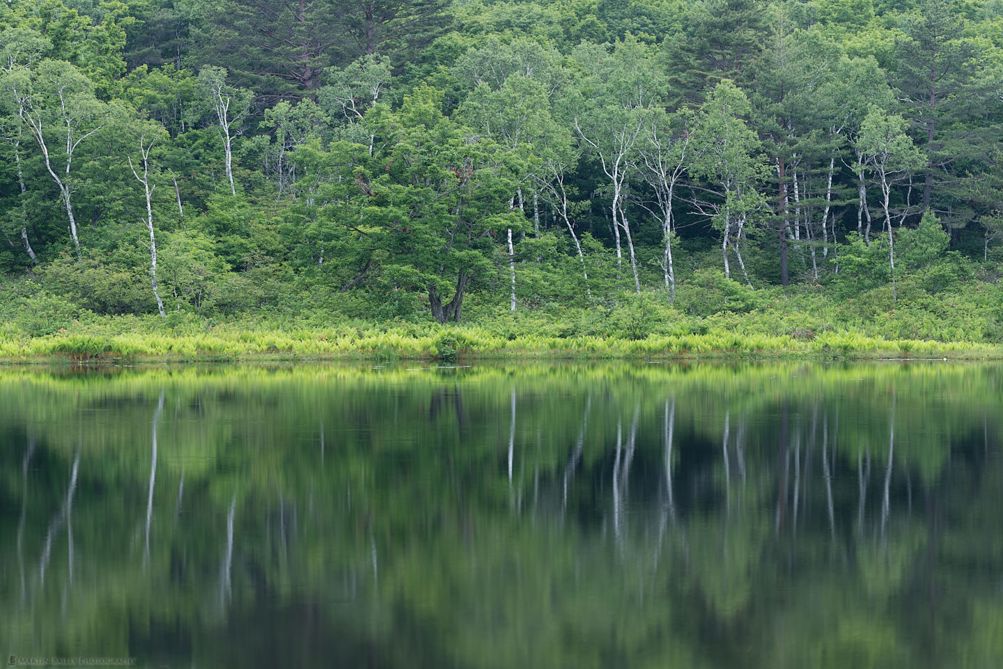 Ichinuma Trees