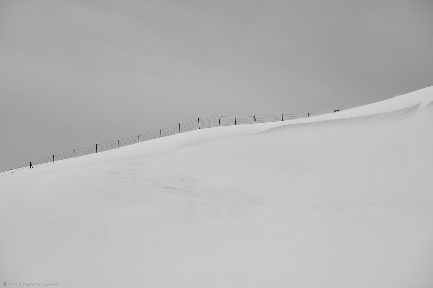 Fox with Fence on Hill