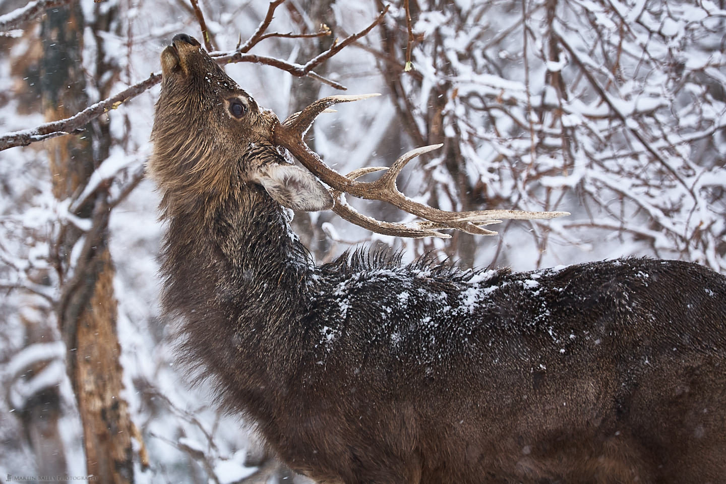 Stag in Element