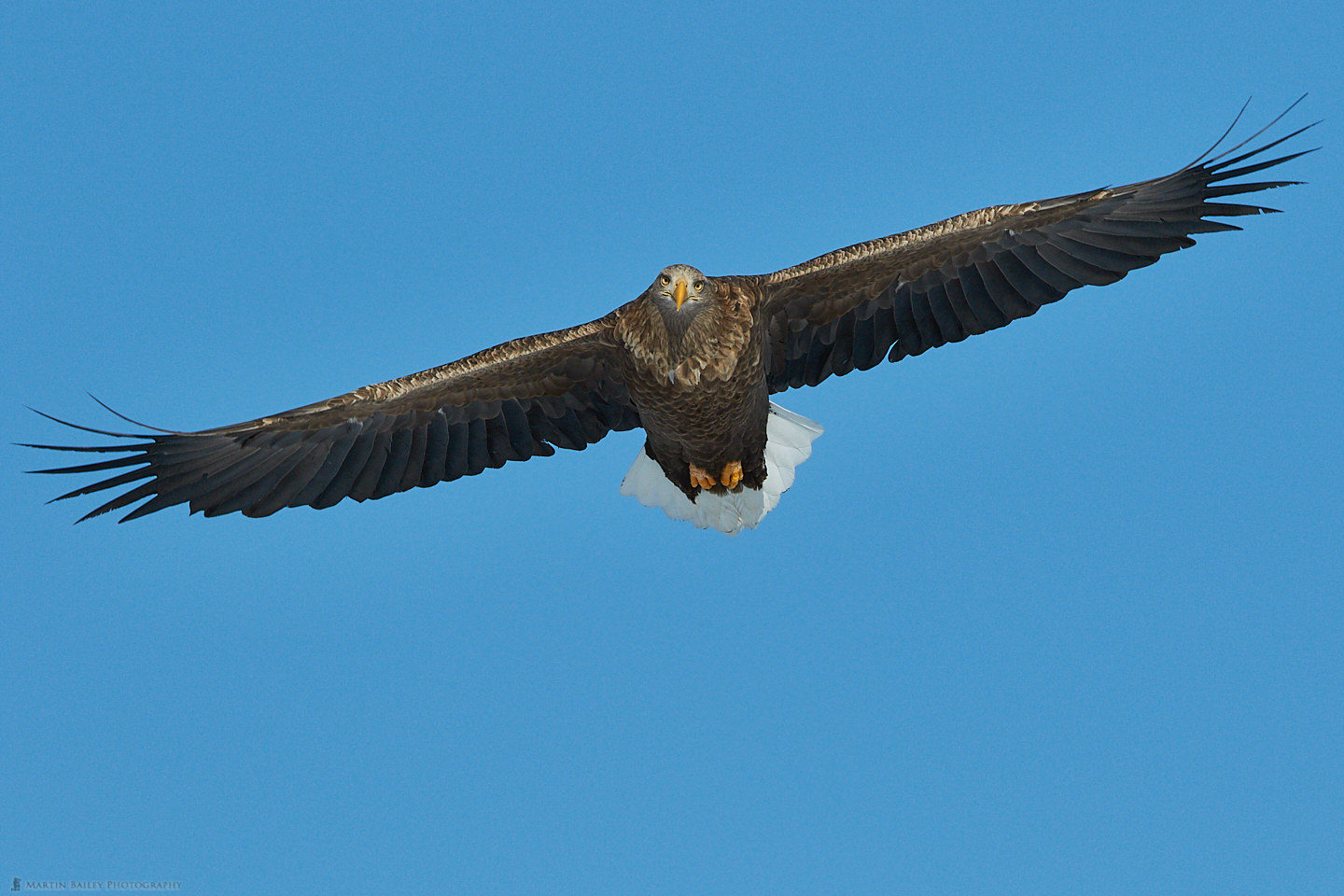 White-Tailed Eagle's Stare