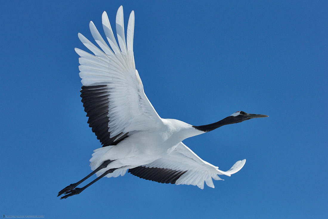 Red-Crowned Crane in Flight