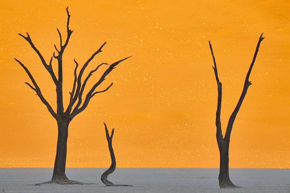 Deadvlei Camel Thorn Tree  Silhouettes #1