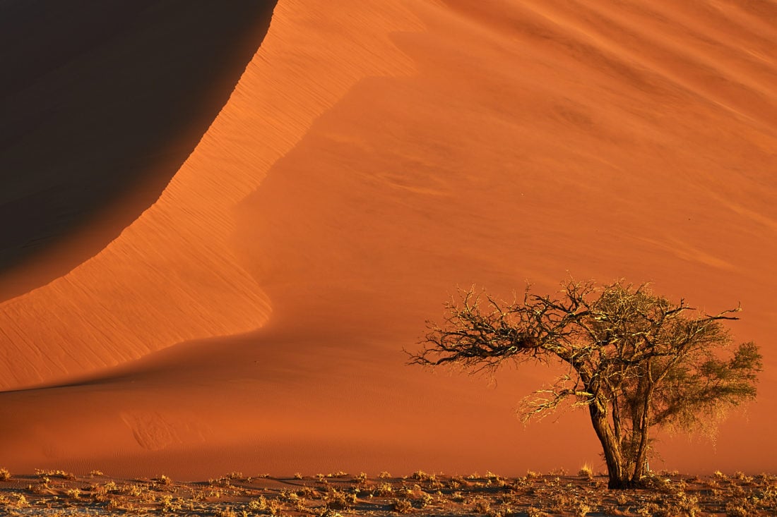 Fiery Sand Dune with Camel Thorn Tree