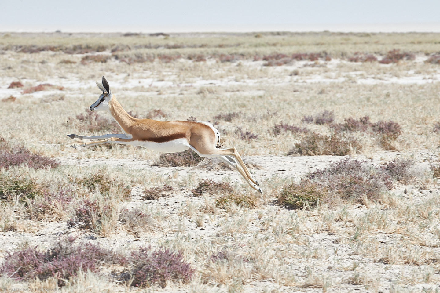 Flying Springbok