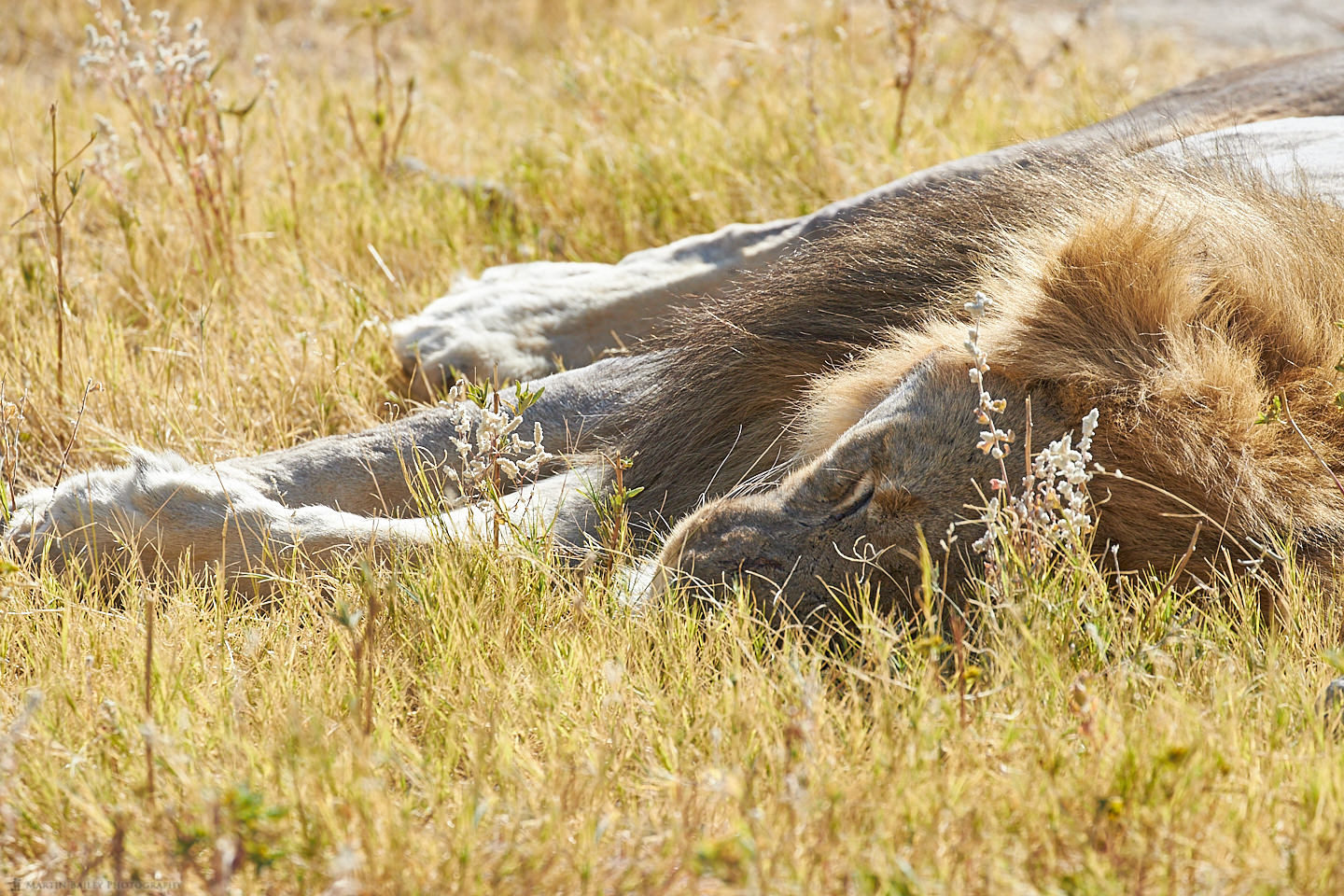 Sleeping Lion