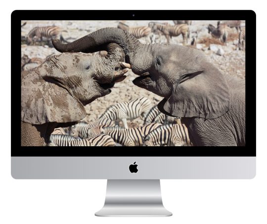 Elephant Greeting Wallpaper Mockup