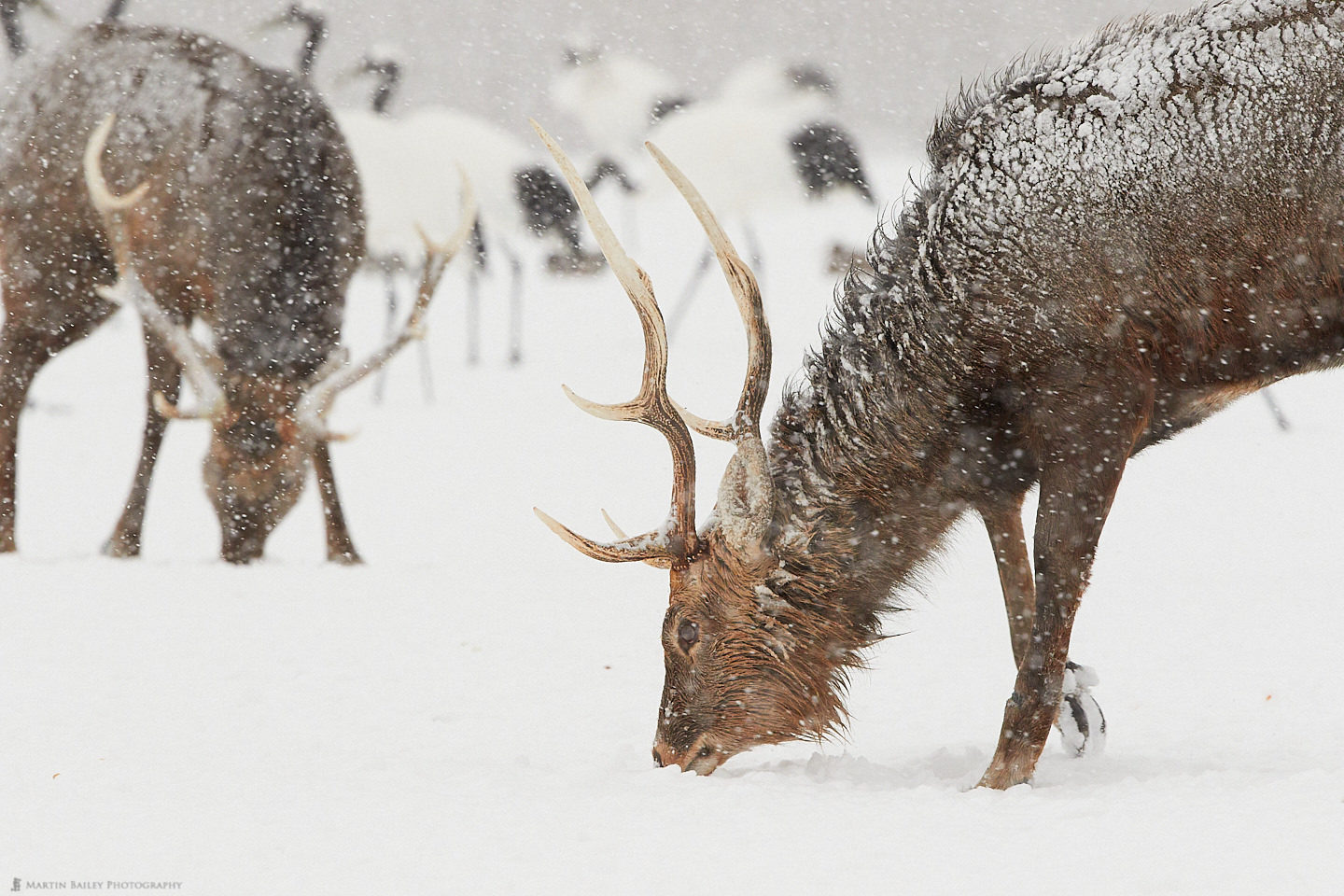 Ezo Deer Foraging