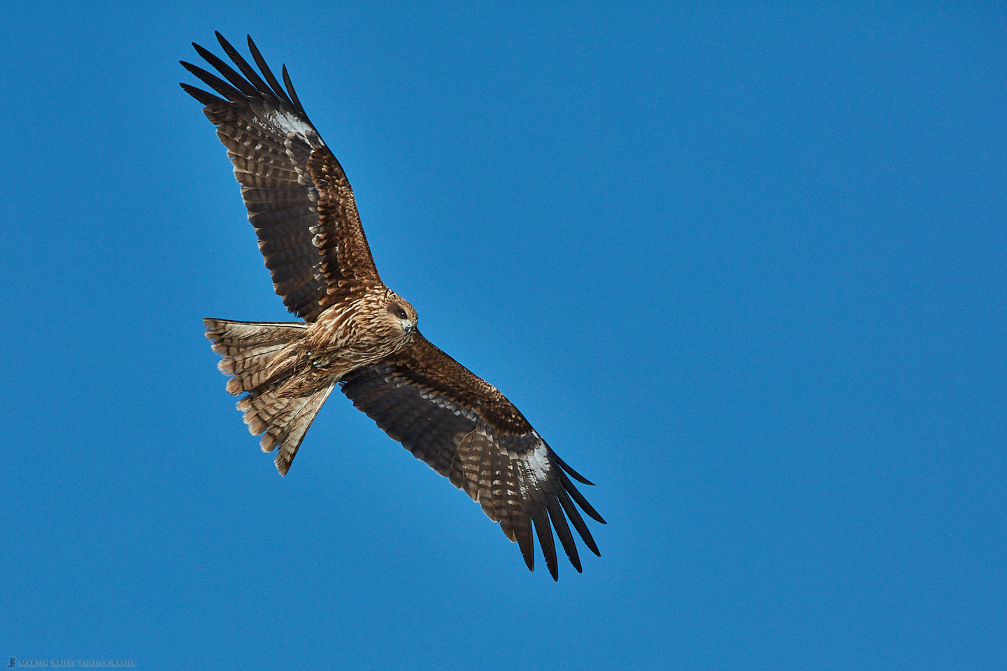 Black-Eared Kite