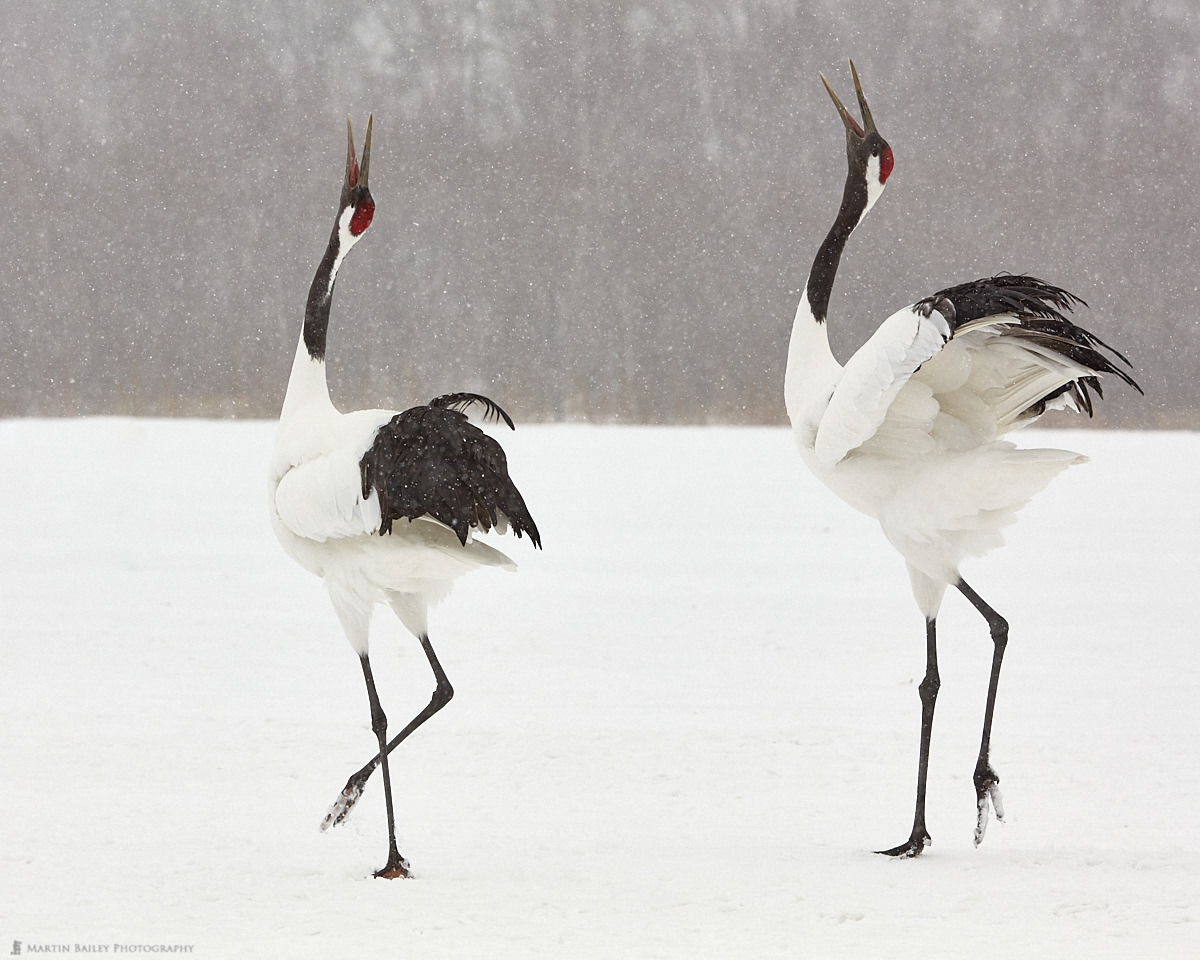 Calling and Displaying