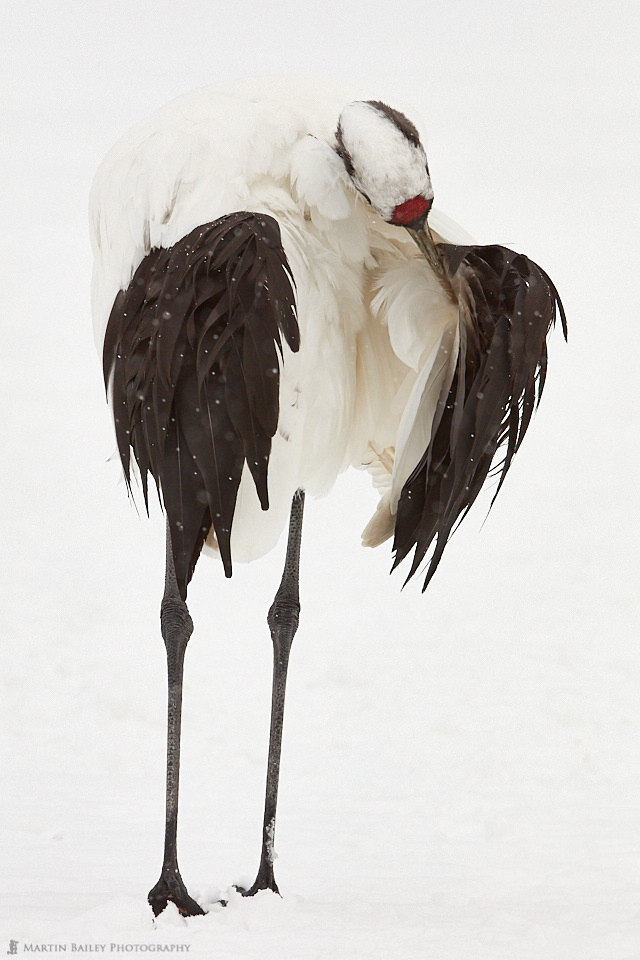 Crane Preening