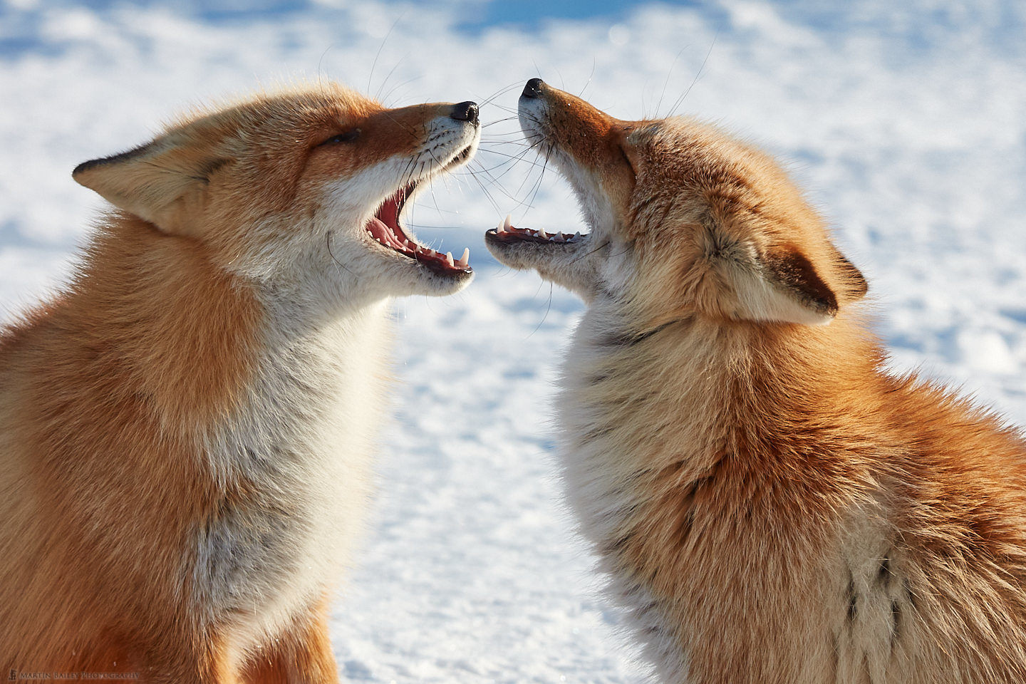 Foxy Faceoff