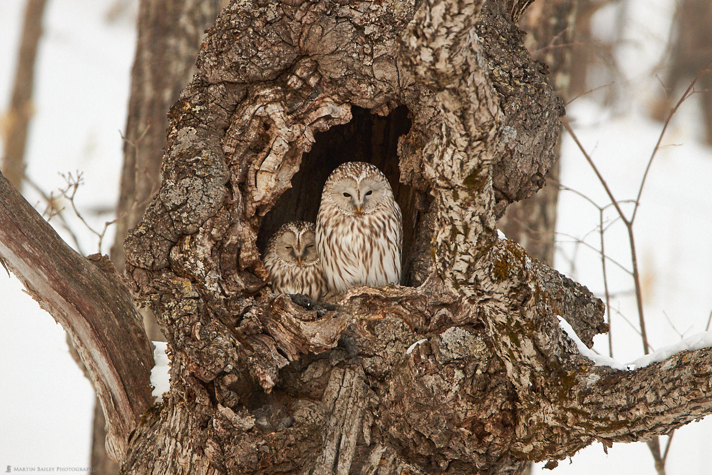 Ural Owl Duo