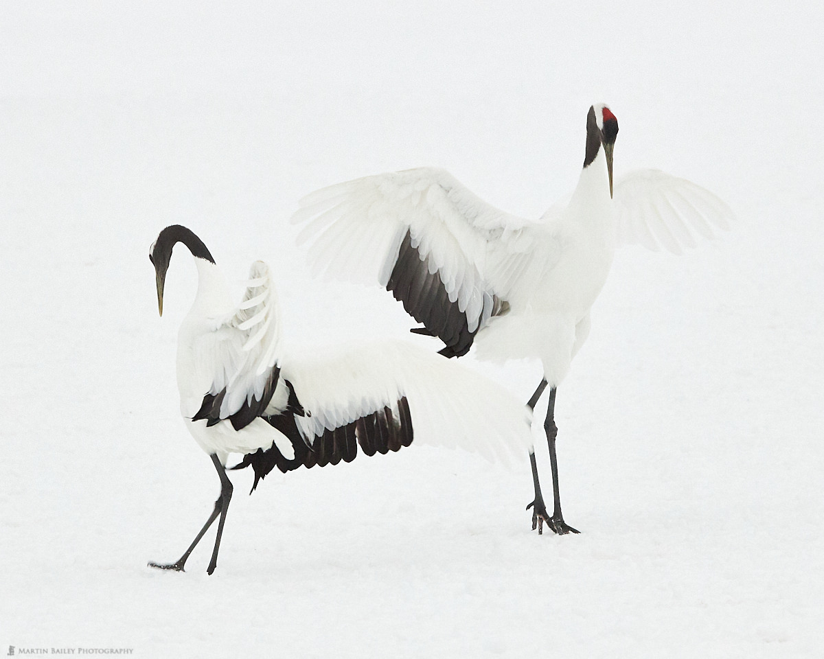 Dancing Cranes 2019 #3