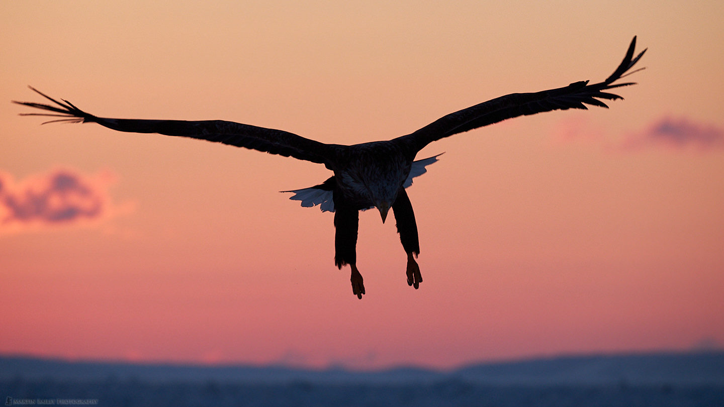 White-Tailed Eagle at Dawn