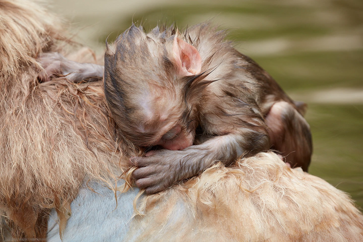 Sleeping on Mother's Back