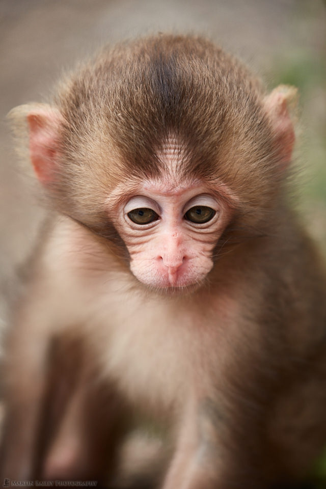 Drowsy Six Week Old Snow Monkey