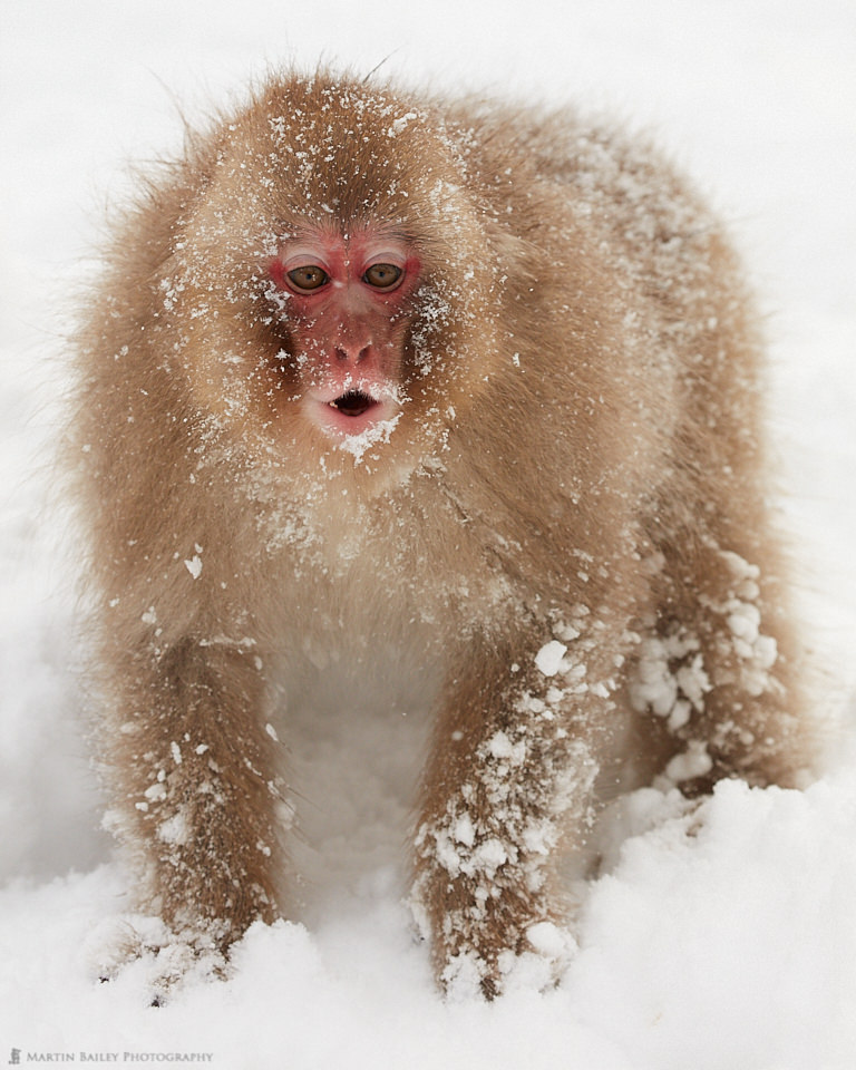 Snow Monkey's Arrest