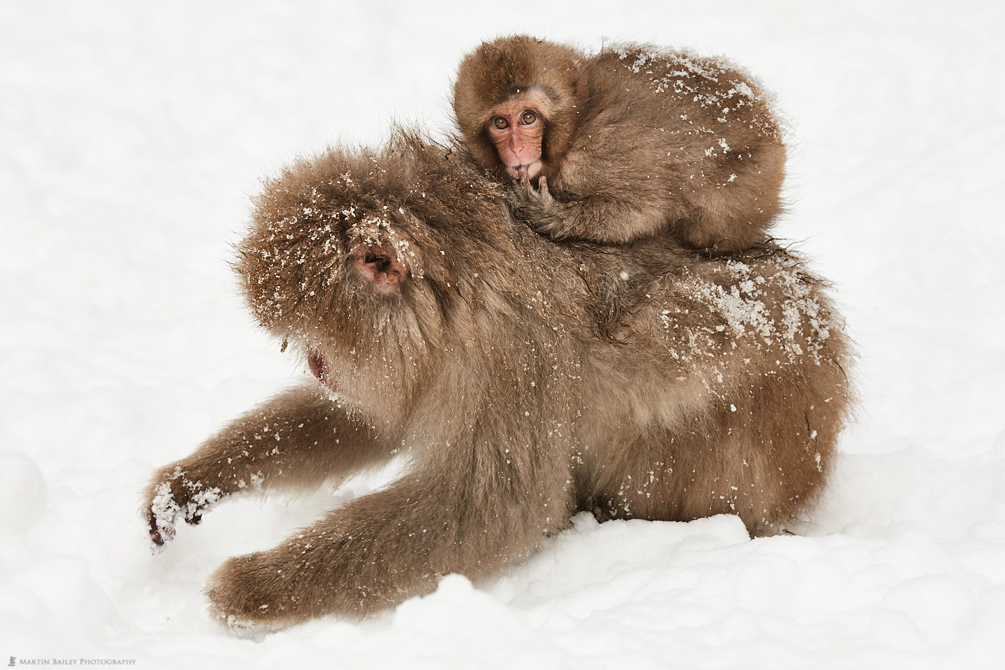 Snow Monkey Sucking Its Finger