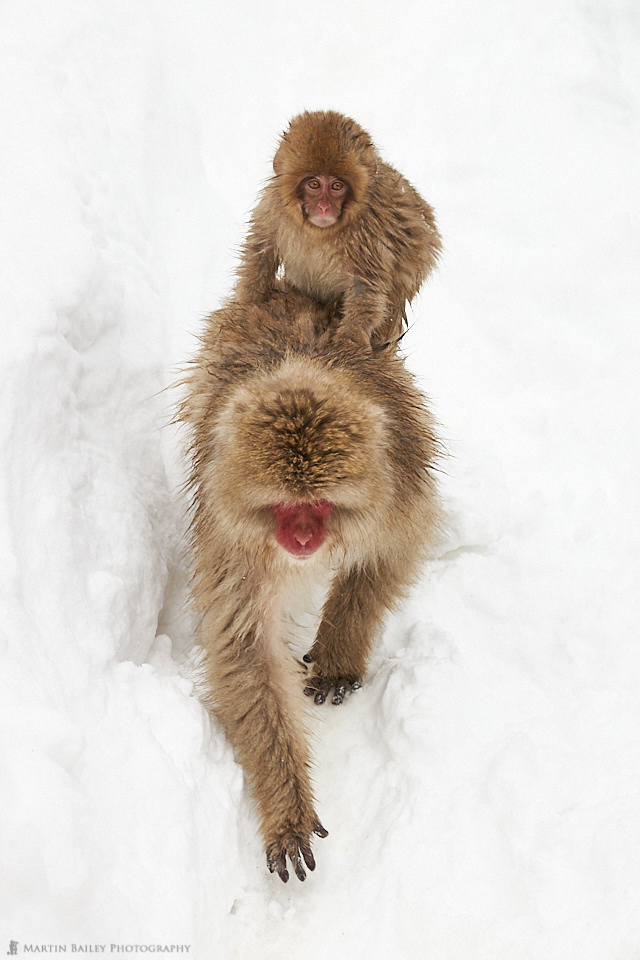 Baby Riding on Mother Monkey