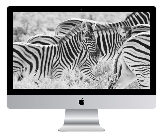 Young Zebra Wallpaper Mockup