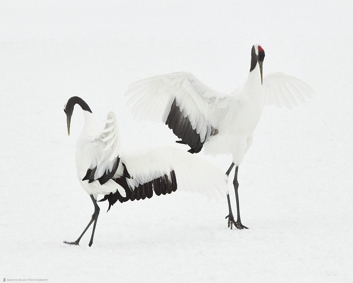 Dancing Cranes 2019 #3