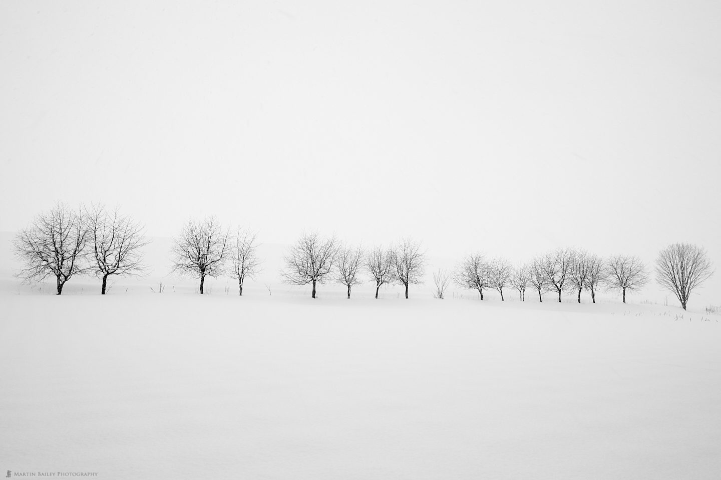 Takushinkan Trees