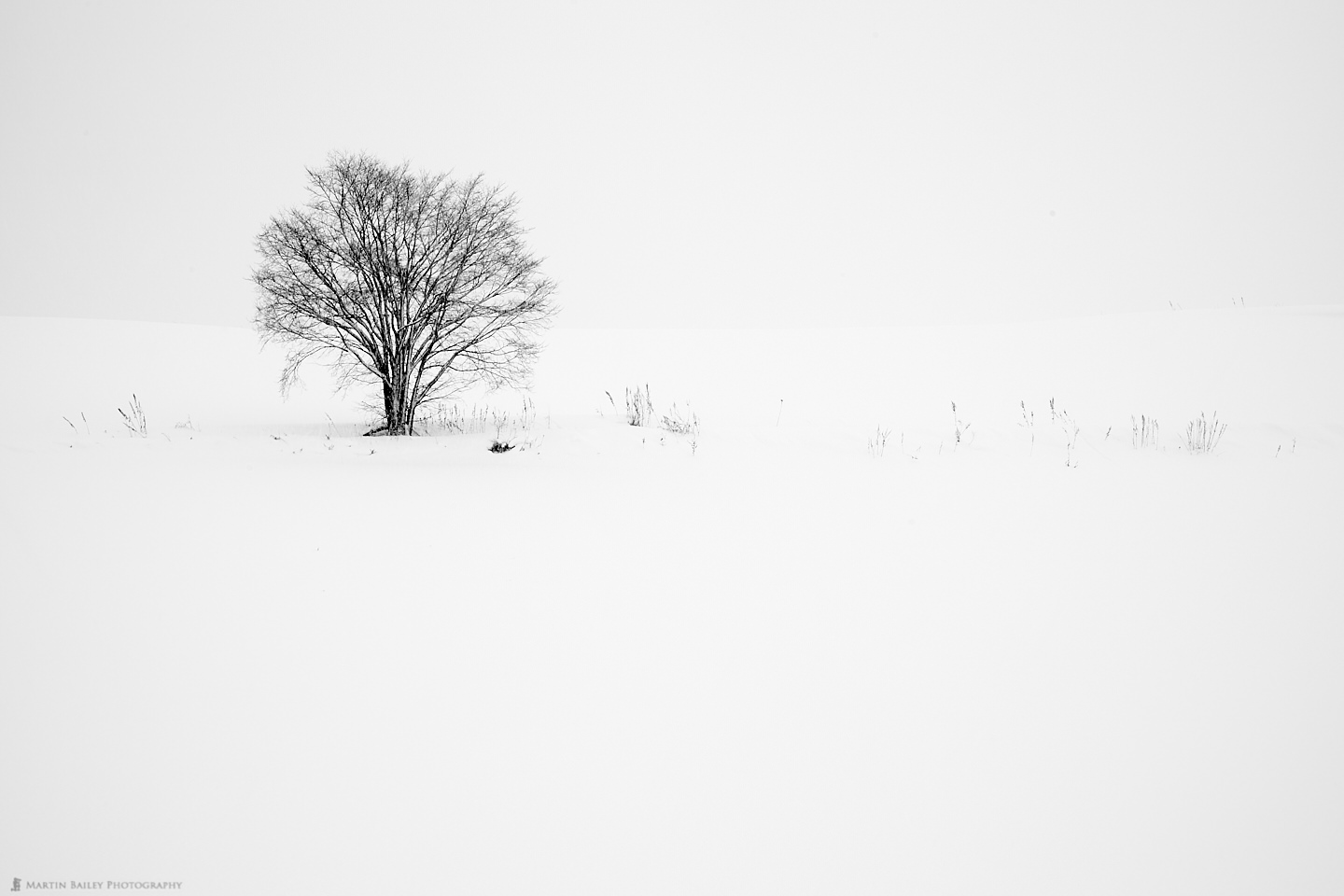 Tree and Grasses