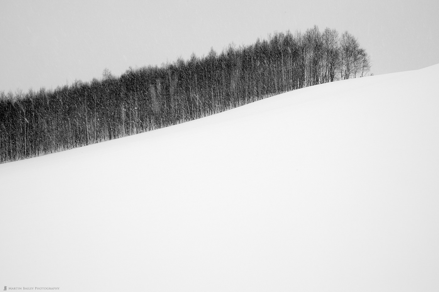 Line of Trees Sketch