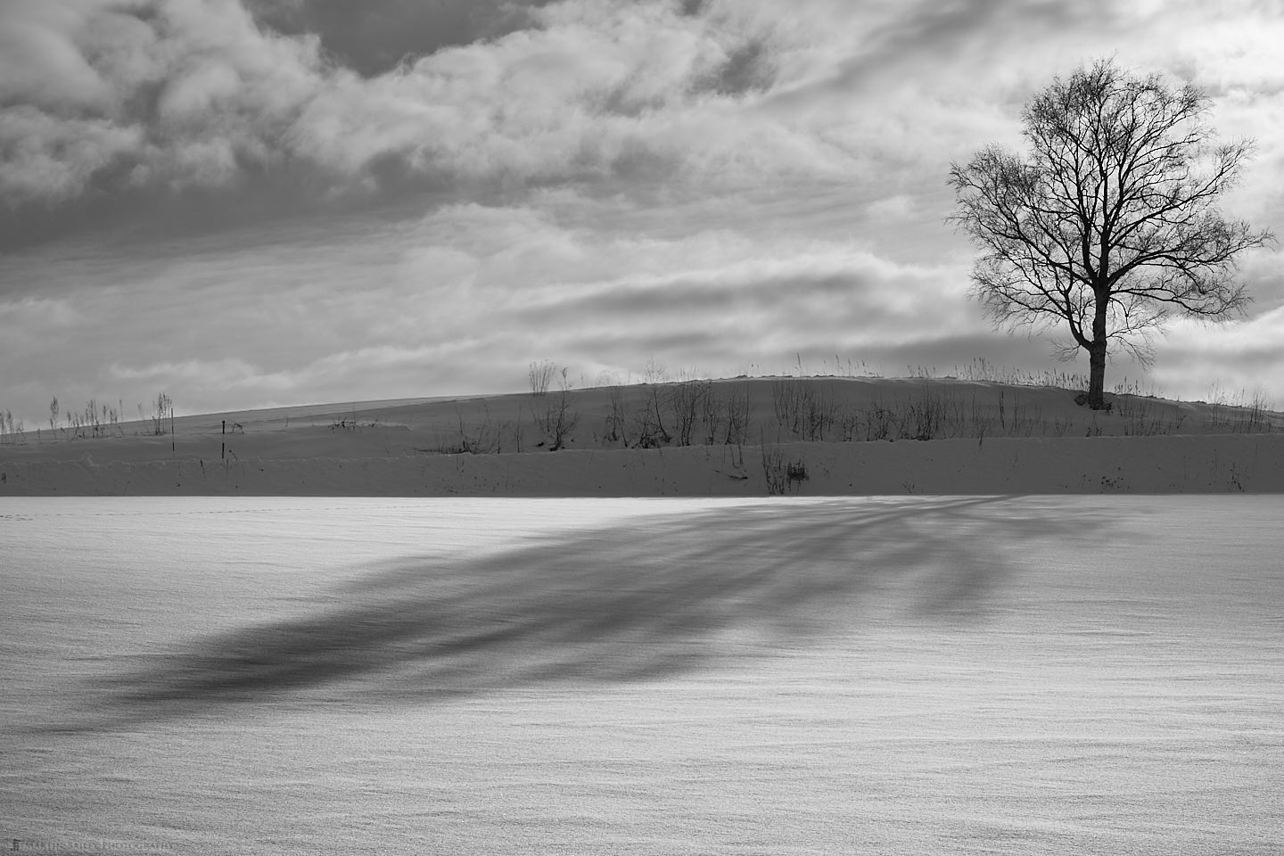 The Shadow of Martin's Tree