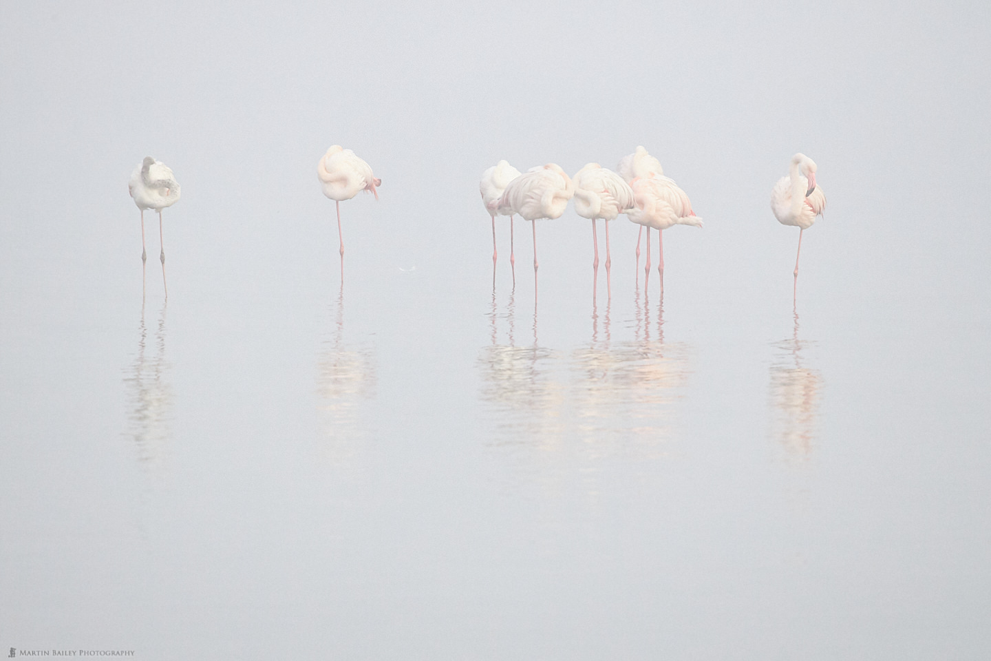 Flamingoes in the Mist