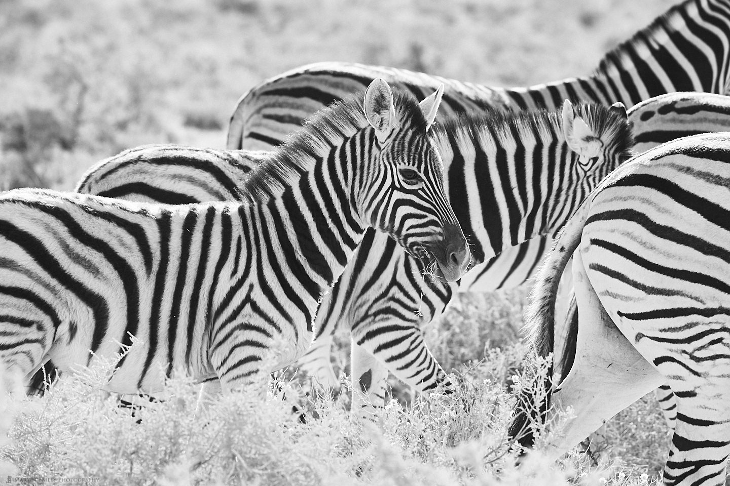 Infant Zebra