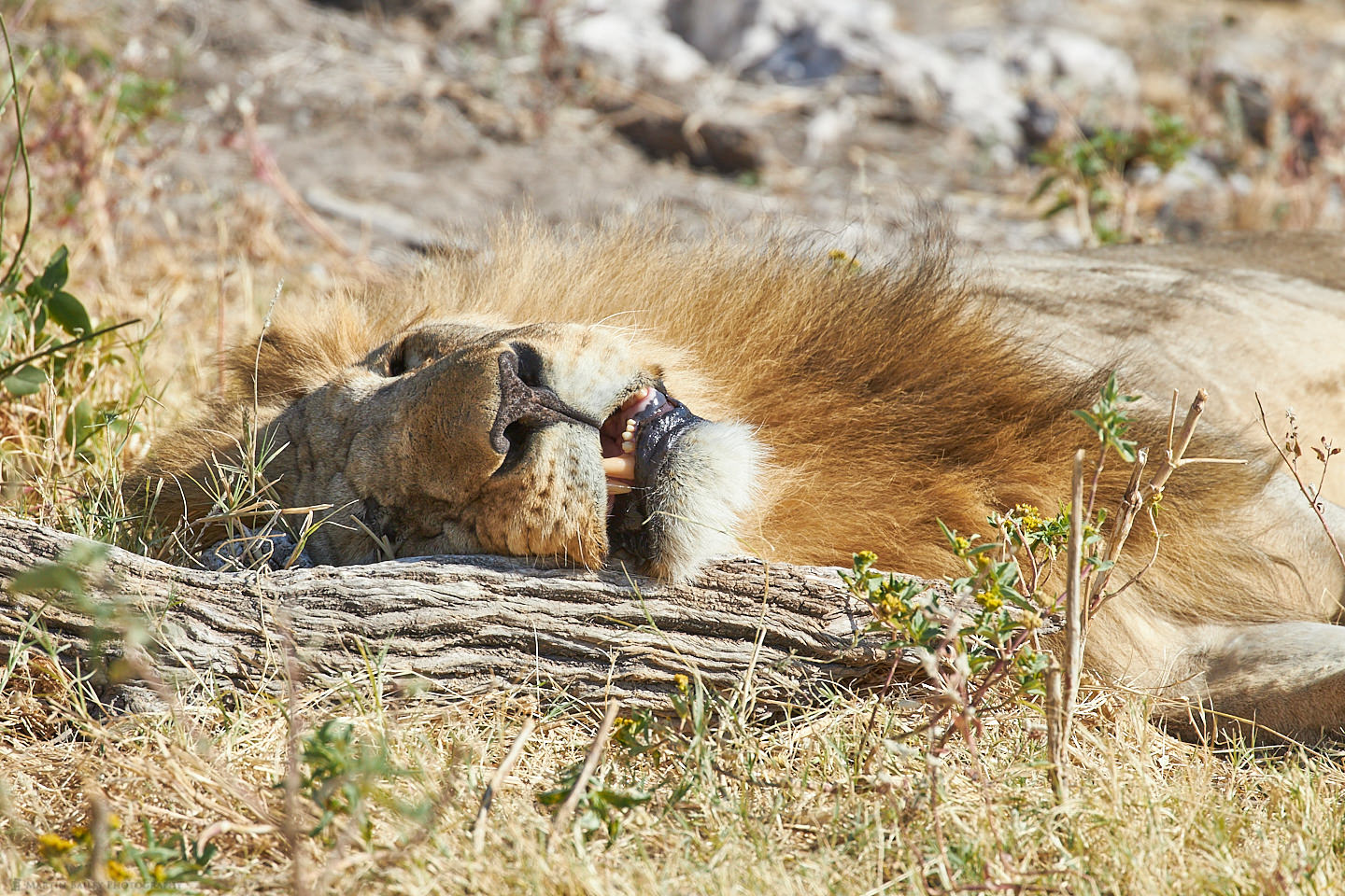 The Lion Sleeps Today