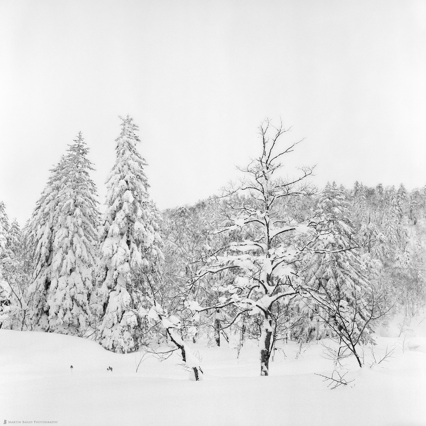 Mount Asahi Trees (Rollei)