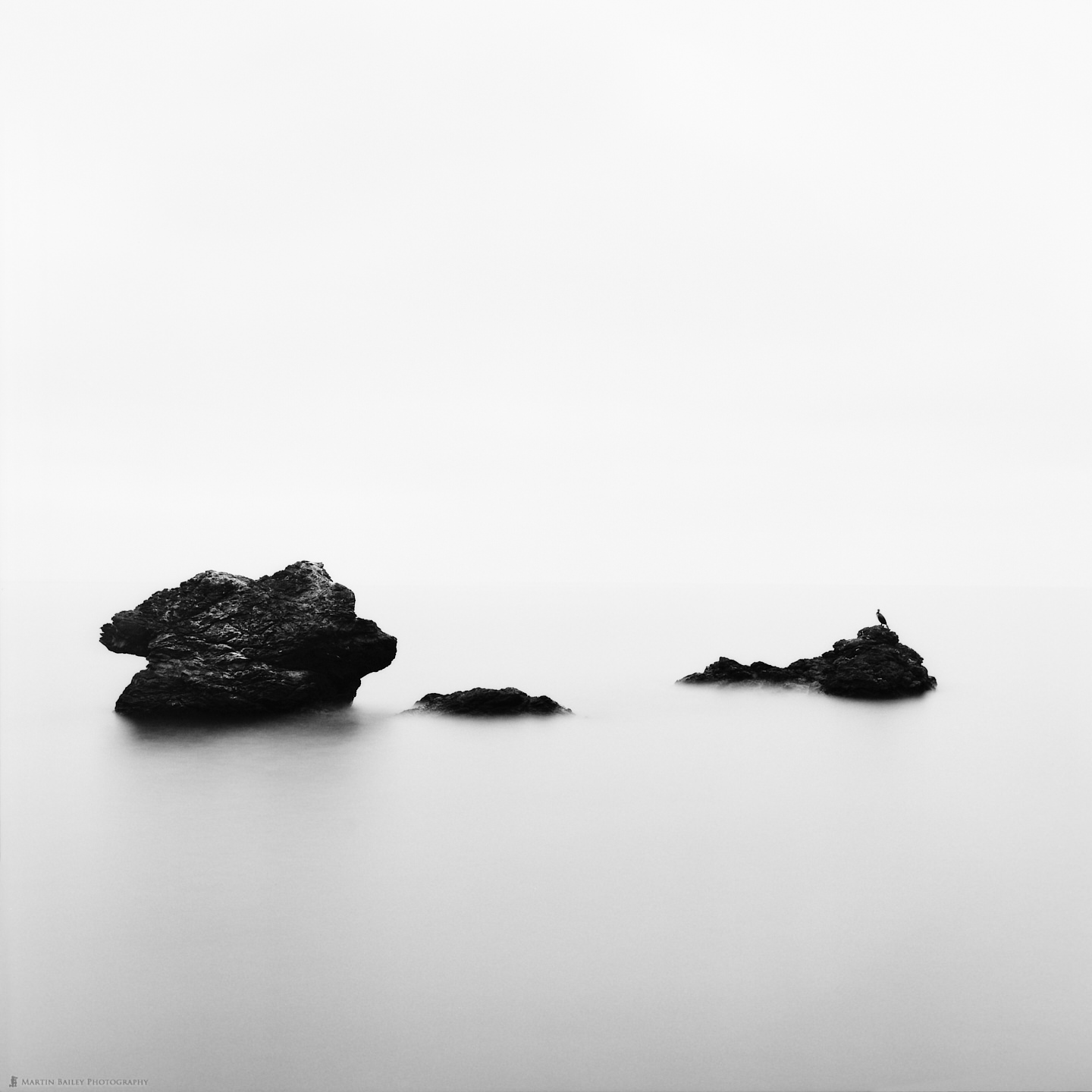 Sea, Rocks, and Cormorant