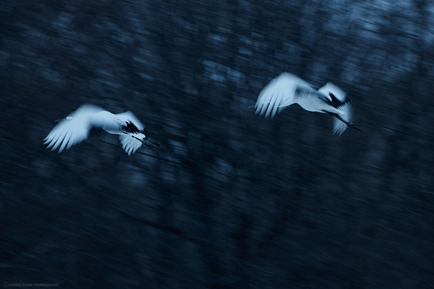 Cranes in Flight