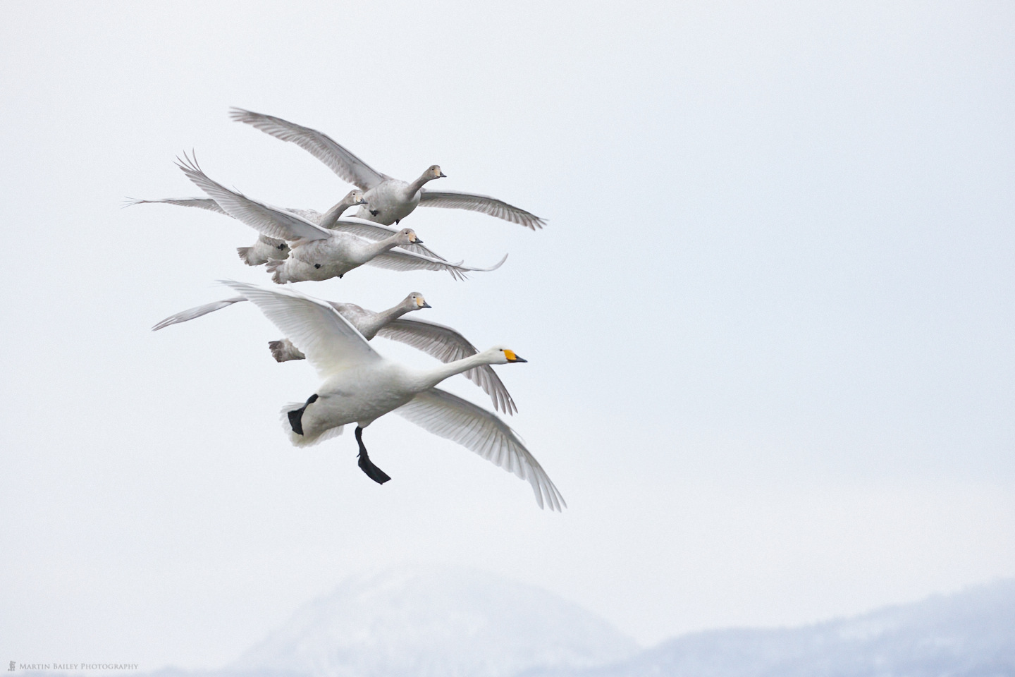 Four Whooper Swan Cygnets with Parent