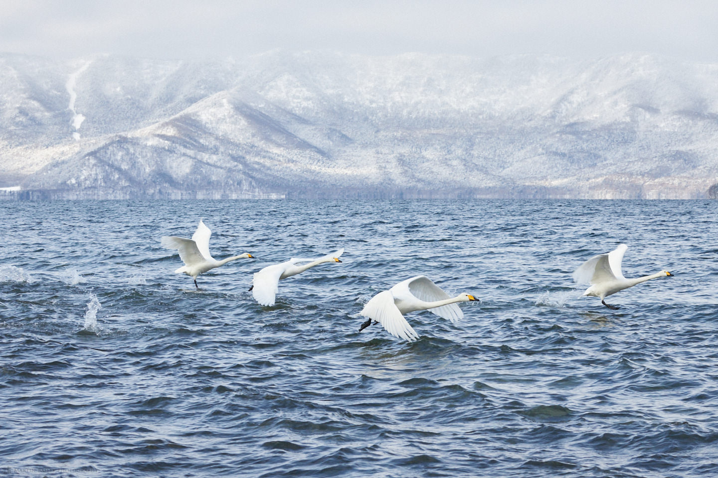 Swans on Kussharo Lake