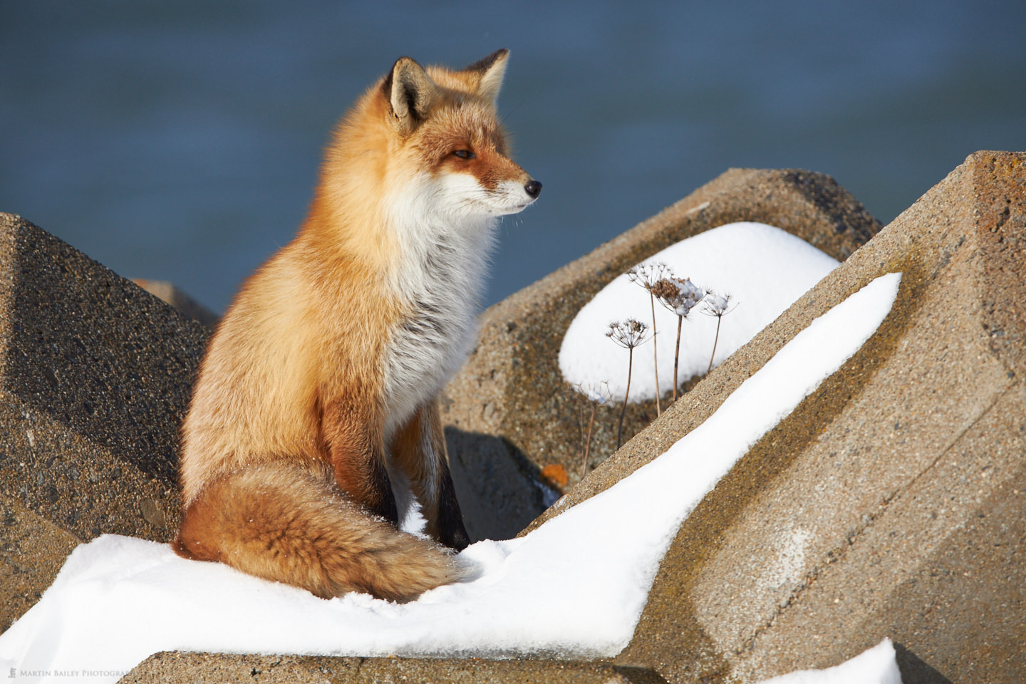 Proud Red Fox