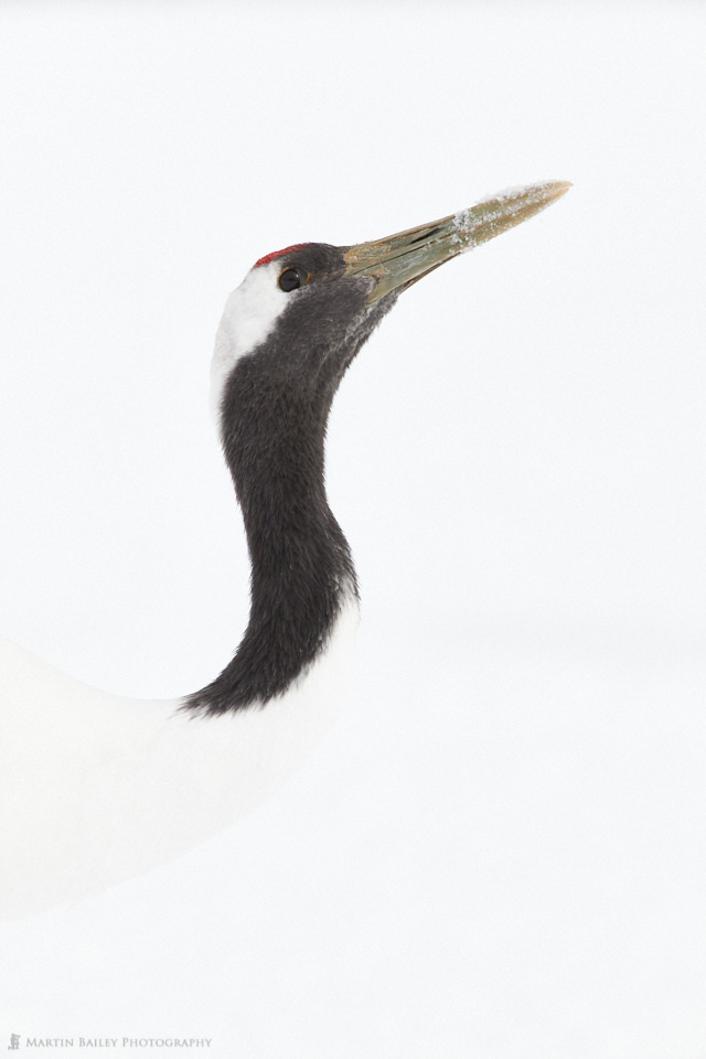 Red-Crowned Crane Study #2