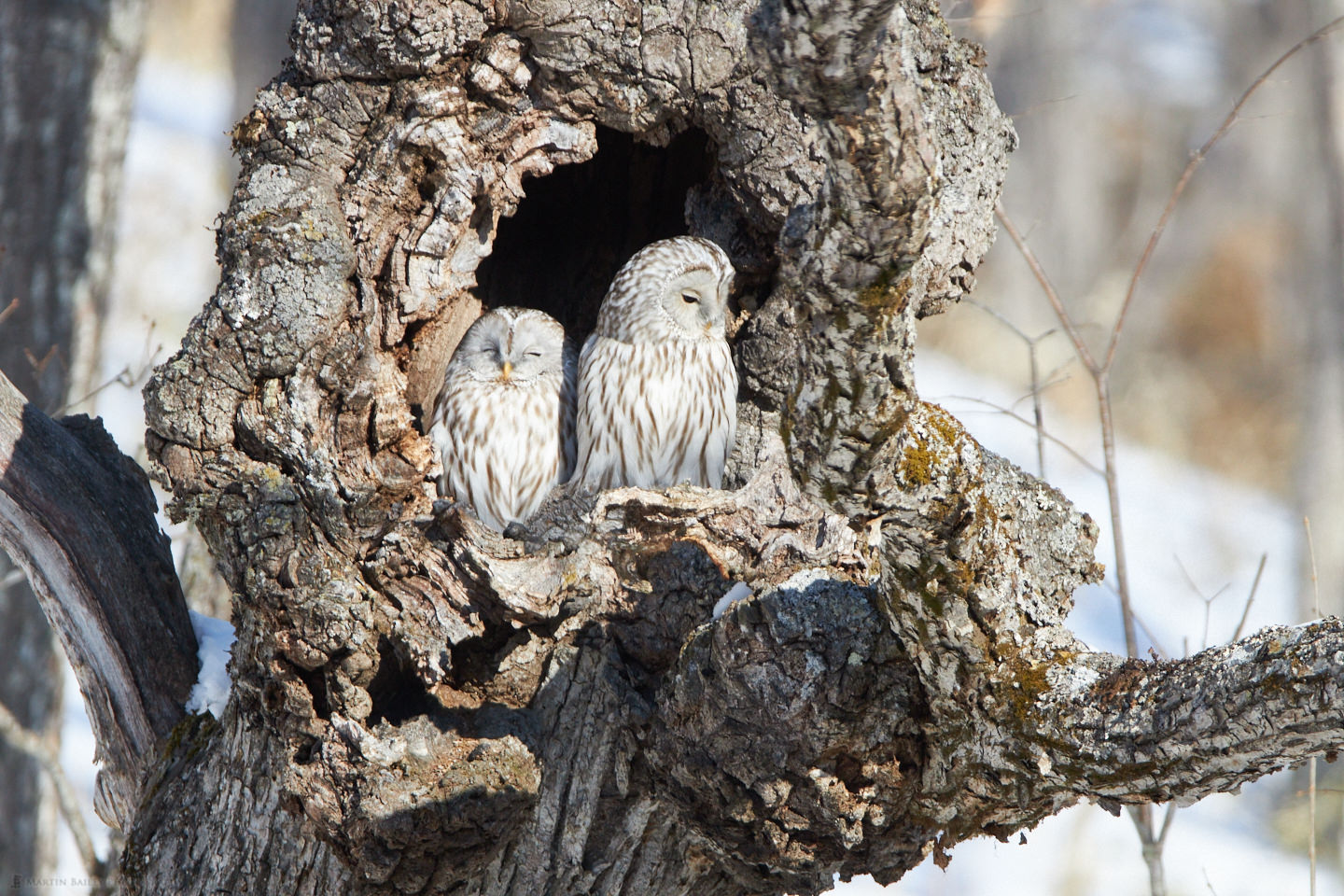 Ural Owl Pair