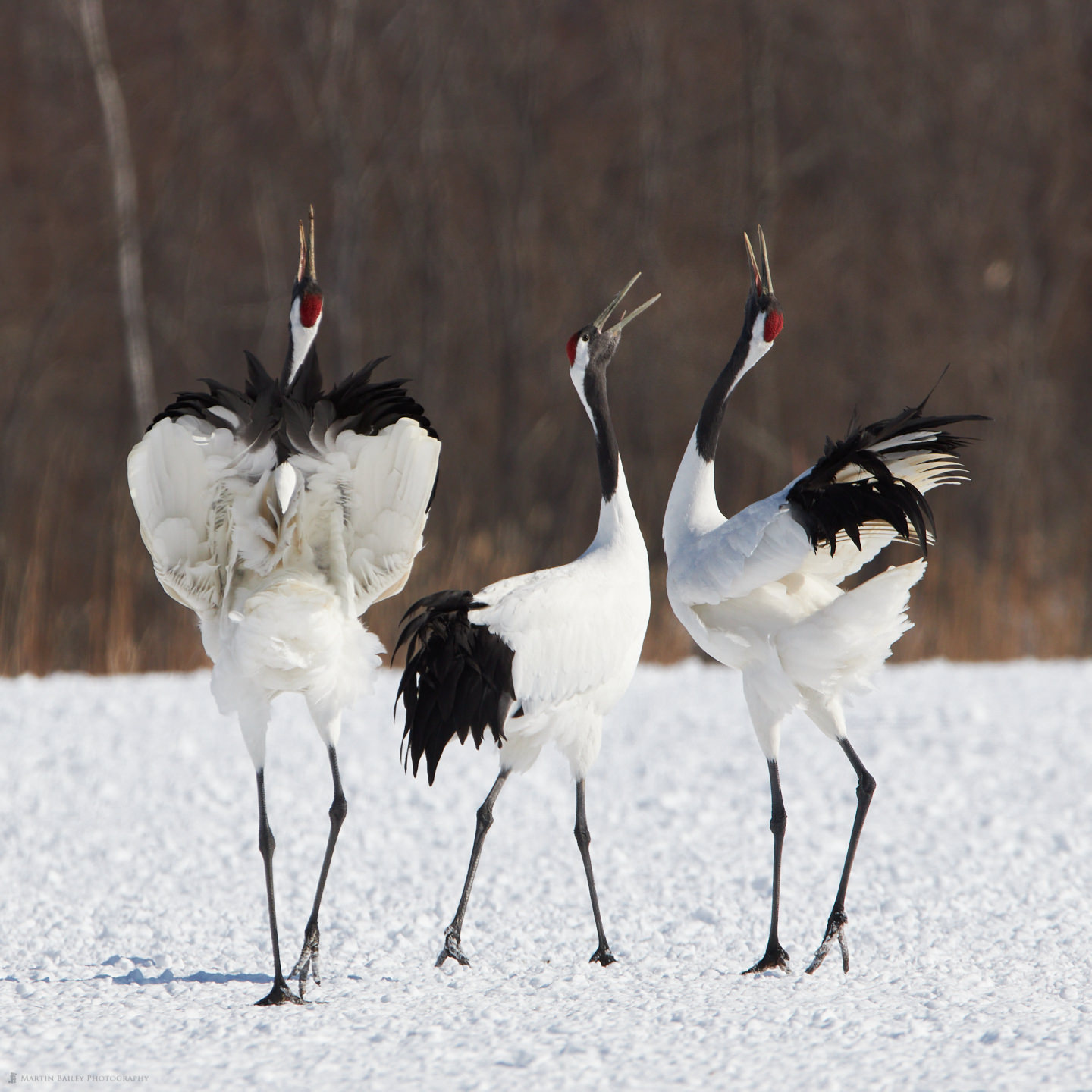 Crane Threesome