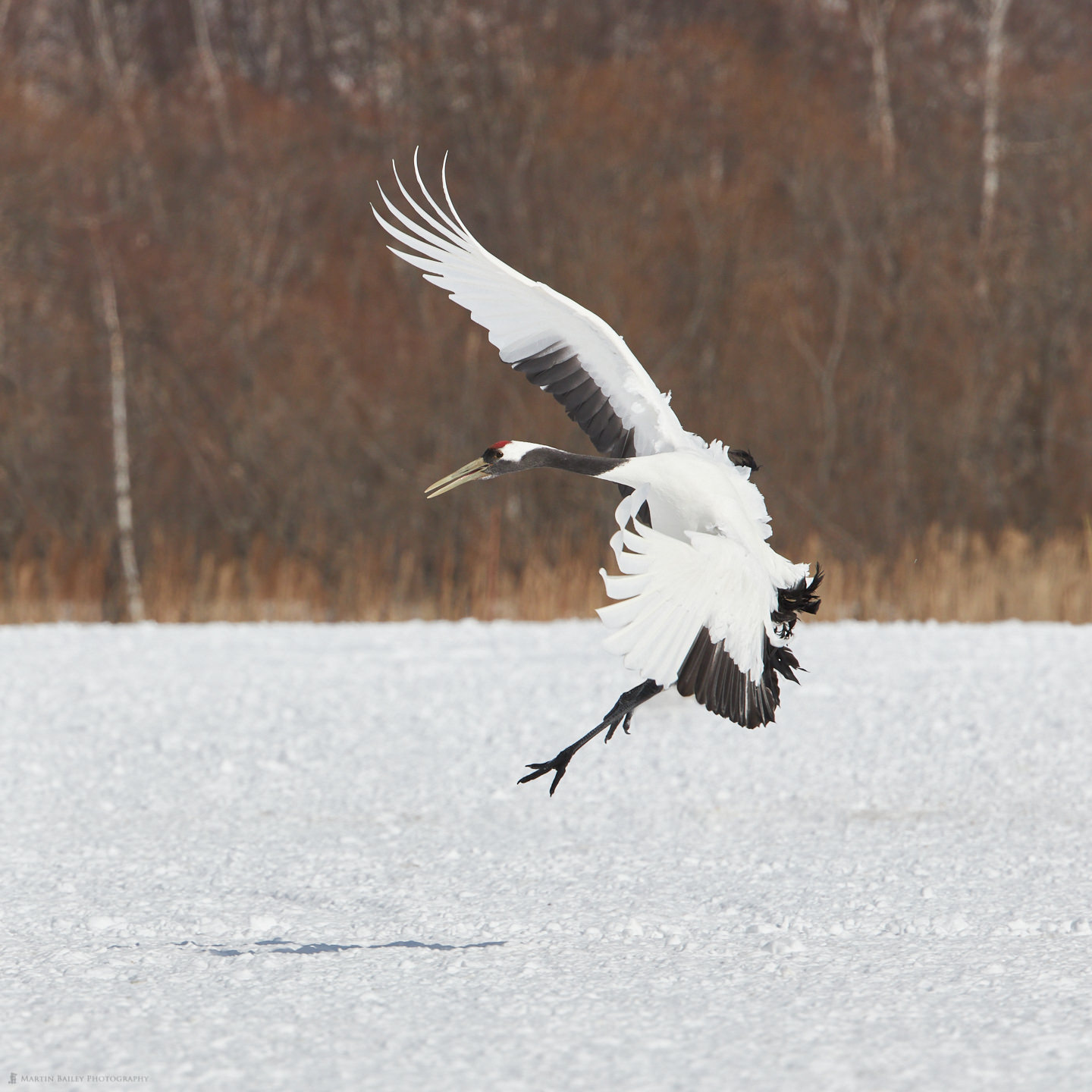 Ruffled Landing